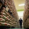 Rijstcrisis in Japan bereikt dieptepunt: noodvoorraad nu rechtstreeks geleverd aan supermarkten