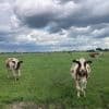 Natte voeten voor boeren, terwijl iets verderop een heel nieuw dorp komt