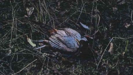 Man sentenced for coating dead pheasants in rat poison over feud with landowner