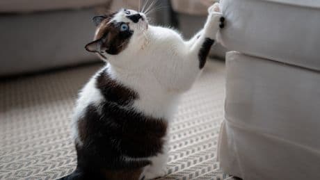 From a ‘bored’ cat to a dog dealing with the heat – your pet queries answered