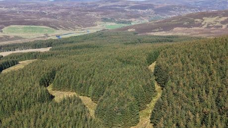 Large-scale Scottish forest in 'stunning location' goes on market