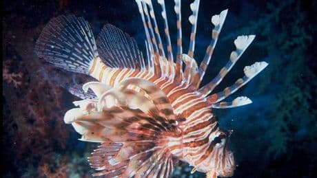 Questa specie aliena ha raggiunto le coste italiane. La sua puntura può essere molto dolorosa