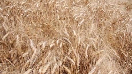 Syngenta, con InterraScan più produttività agricola e consumo d'acqua ridotto