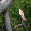 Berlin stehen weitere Unwetter bevor: Stiftung warnt vor Betreten von Parks und Grünanlagen