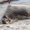 Baby seal 'stabbed several times' as police launch manhunt for suspect
