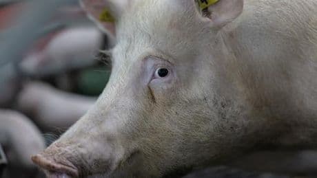 La Chine va imposer jusqu’à 60 % de droits de douane provisoires sur le porc en provenance de l’Union européenne