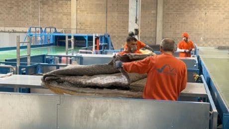 Ikea se lance à son tour dans les matelas issus du recyclage