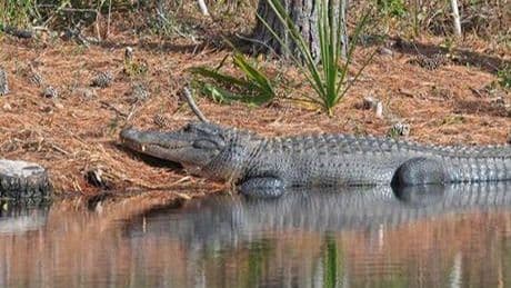 Florida'da timsah şoku! Kürek çekerken canından oldu