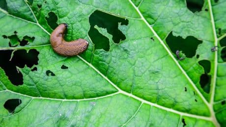 Garten-Trick: Warum Sie Kronkorken nie wegwerfen sollten