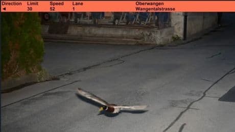 22 km/h zu schnell geflogen - Radarfalle blitzt Ente in 30er-Zone
