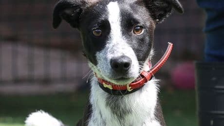 Doggy daycare plans approved for the Ayrshire countryside