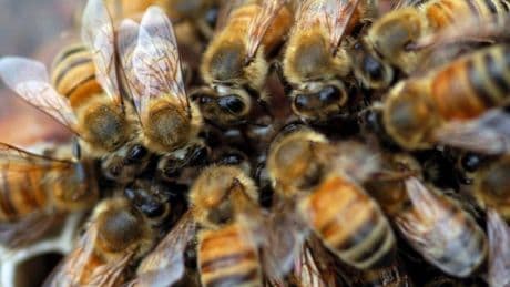 Muere un hombre de 63 años tras sufrir un ataque de abejas en Teruel