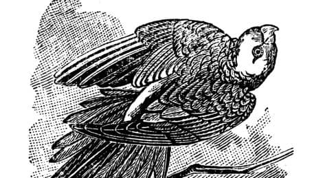 A Biologist Tells The Story Of America’s Only Two Native Parakeets — One Lost To The World Forever In 1918 And Another That Thrives In South Texas