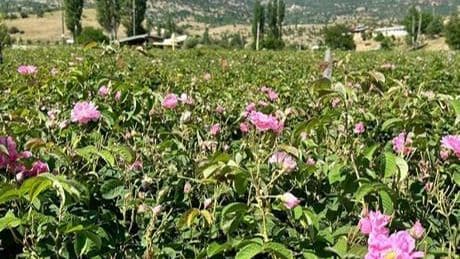 Isparta'nın yaylalarında gül hasadı sürüyor