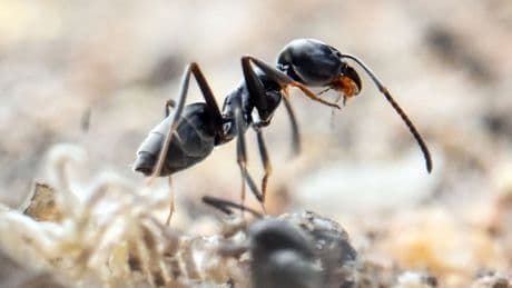 Sie legt ganze Städte lahm - Wie gefährlich ist die Invasion der Super-Ameise?