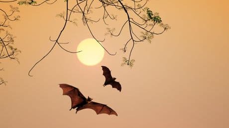 Bat found with rare rabies-like virus in UK back garden