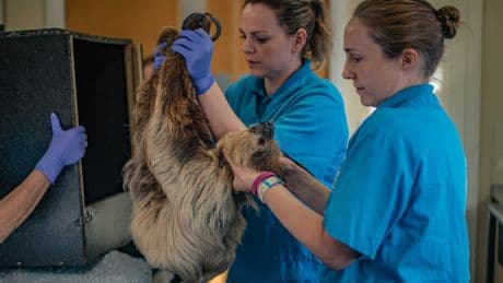 Rico the sloth receives pioneering surgery to cure his toothache