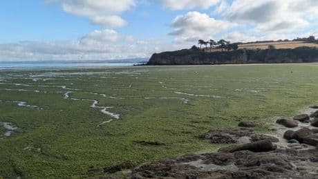 En Bretagne, les algues vertes envahissent massivement la baie de Douarnenez