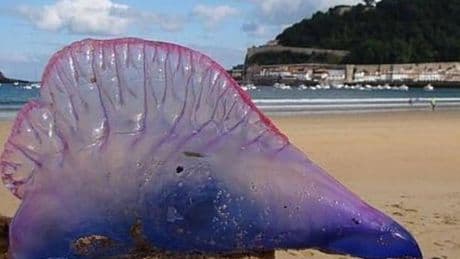 Alertan de la presencia de medusas hasta en siete playas vizcaínas