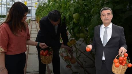Topraksız tarımda yetiştirdiler, volkanik cüruf kullandılar! Ortaya çıkan sonuç yüz güldürdü: Yüksek verim elde ettiler