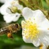 Bouton d’or, trèfle… Mieux connaître les plantes bio-indicatrices, ces lanceuses d’alerte au jardin
