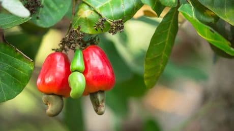 Cashewbaum ist "Giftpflanze des Jahres" – wie gefährlich sind die Kerne?