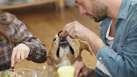Expert names toxic foods that dog owners should avoid this summer