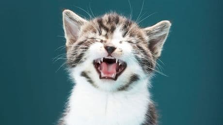 Katze miaut nachts: Das sind mögliche Ursachen und Gründe