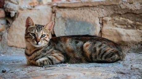 I Just Learned Why Humans Originally Kept Cats, And I'm Horrified