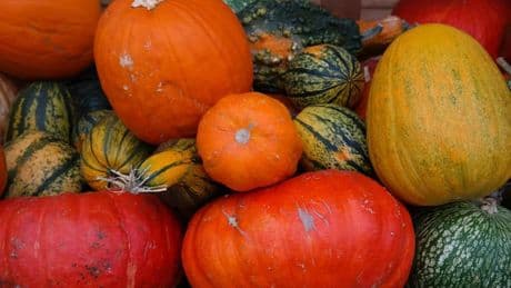 Manger une courge peut vous faire perdre vos cheveux: comment repérer les espèces toxiques?