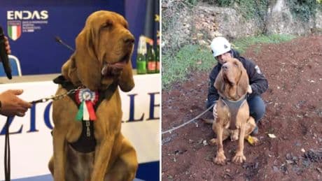 "So chi ha ucciso Bruno". Parla l'addestratore del cane eroe ammazzato coi chiodi