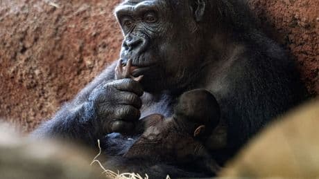 Tierschutz: Bericht: Zahl bedrohter Affenarten nimmt zu
