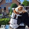 Deelnemer Vierdaagse gediskwalificeerd om ‘meevoeren’ van buldog in rugzak