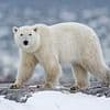 Female skier is dragged from her tent and mauled by a polar bear on Arctic island