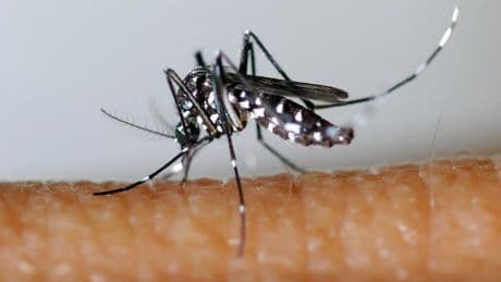 Deux cas autochtones de chikungunya détectés dans les Bouches-du-Rhône