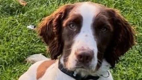 Police dog that took part in Queen Elizabeth II's funeral dies after car crash