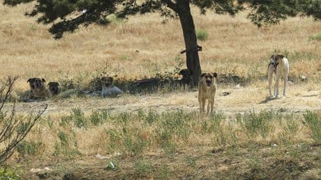 Ankara'da sahipsiz köpekler dehşet saçtı