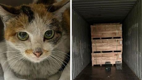 Long-distance stray: Cat stows away in shipping container from China to Minnesota for three-week journey