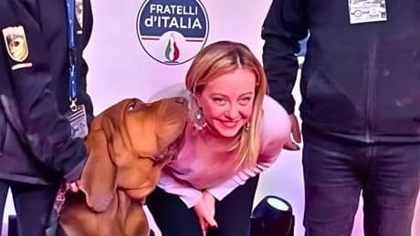 Indignación en Italia por el asesinato de Bruno, un perro de rescate que salvó a 9 personas y fue galardonado por Meloni