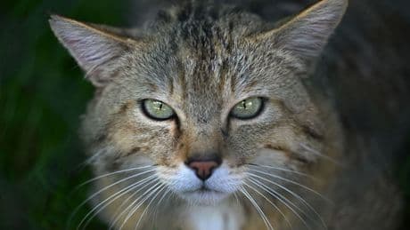 Weltkatzentag: Wildkatzen stehen am Weltkatzentag im Fokus