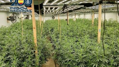 Descubren una plantación de marihuana en Orihuela por los apagones que provocaba a los vecinos