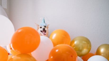 Be honest, your pet’s birthday is really about you