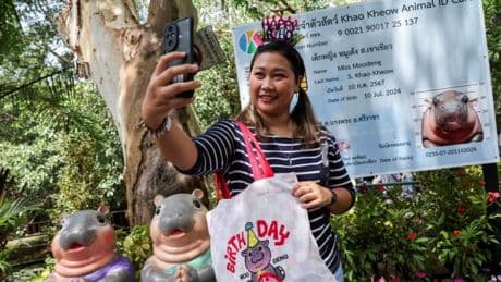 World’s most famous hippo Moo Deng has own festival and £3,300 birthday cake