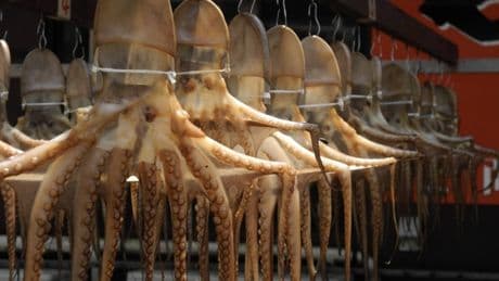 Algo pasa en el Atlántico: los pulpos huyen de Galicia y provocan una crisis que ya no es solo económica