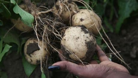 Étonnant, l’ancêtre de la patate est une tomate