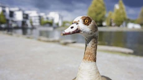 Invasive Arten | Kein Tier ist illegal
