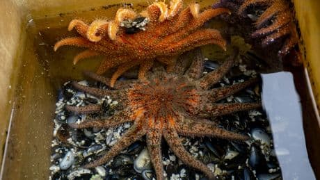 A wasting disease killed millions of sea stars. After years of searching, scientists just found a cause.