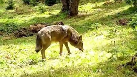 Nesli tükenmek üzere! Bursa'da ortaya çıktı