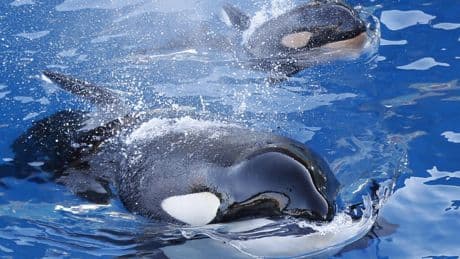 Rights group urges France to move orcas to sanctuary after Spain refused transfer