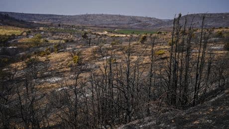 Feuer auf 16.000 Hektar: Riesiger Waldbrand in Frankreich ist unter Kontrolle